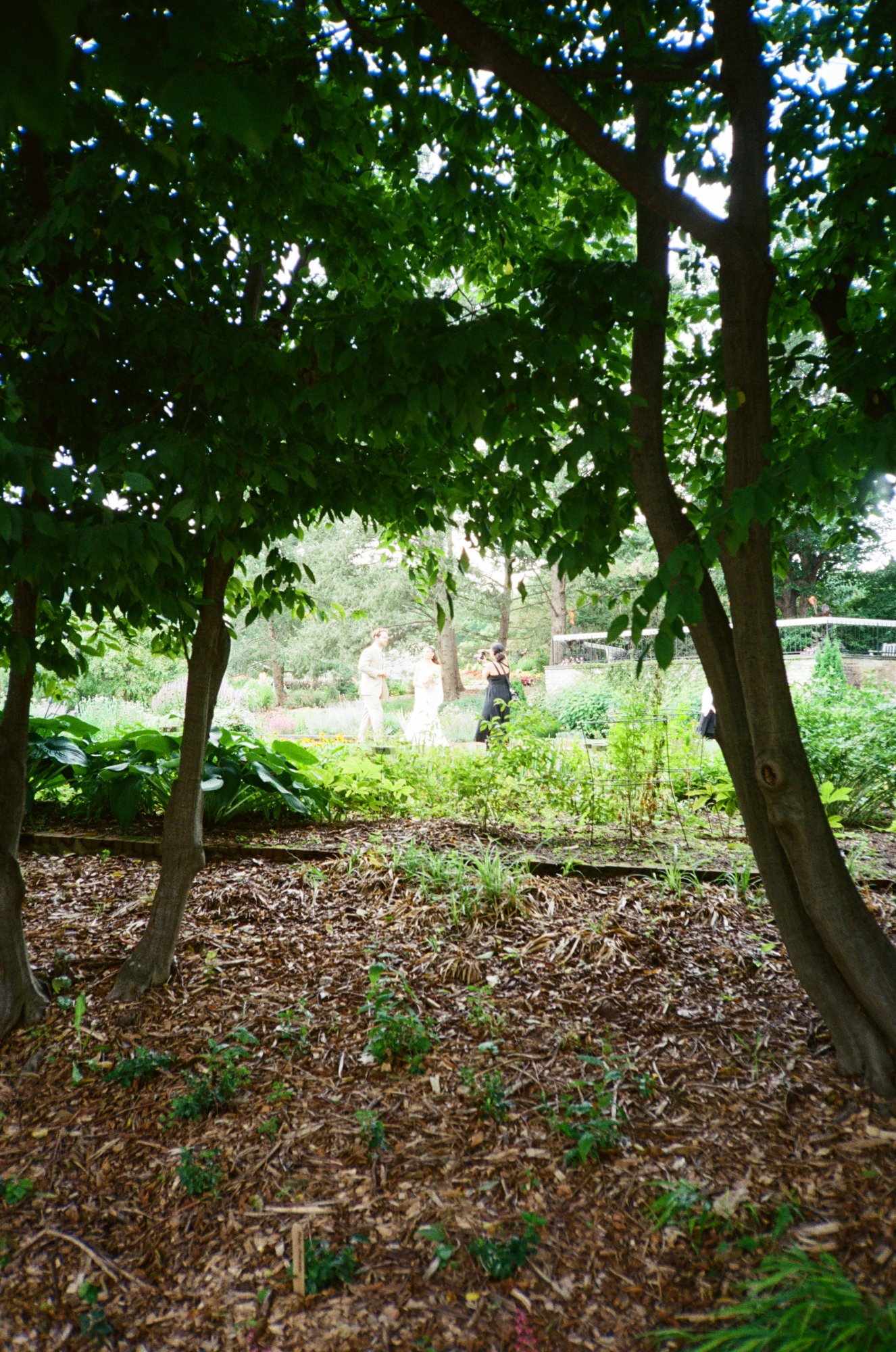 People in a garden seen through trees