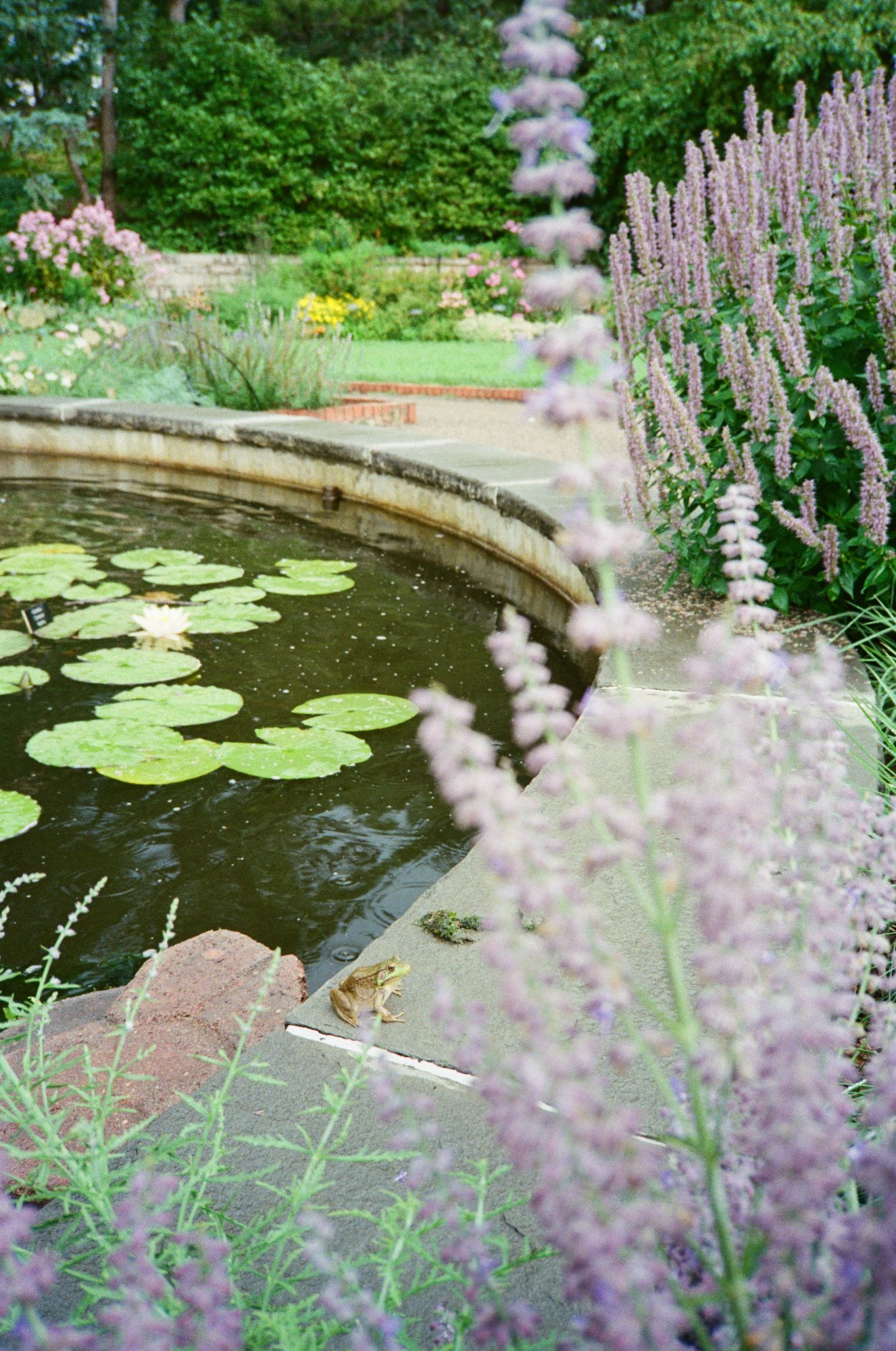 Lily pond with frogs